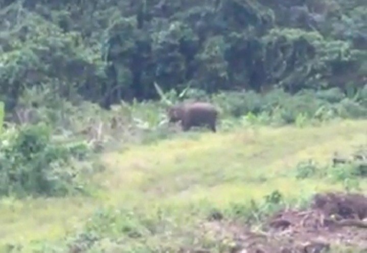 Gajah Liar Obrak Abrik Tanaman dan Gubuk Petani Sijudo Aceh Timur Gajah Liar Obrak Abrik Tanaman dan Gubuk Petani Sijudo Aceh Timur
