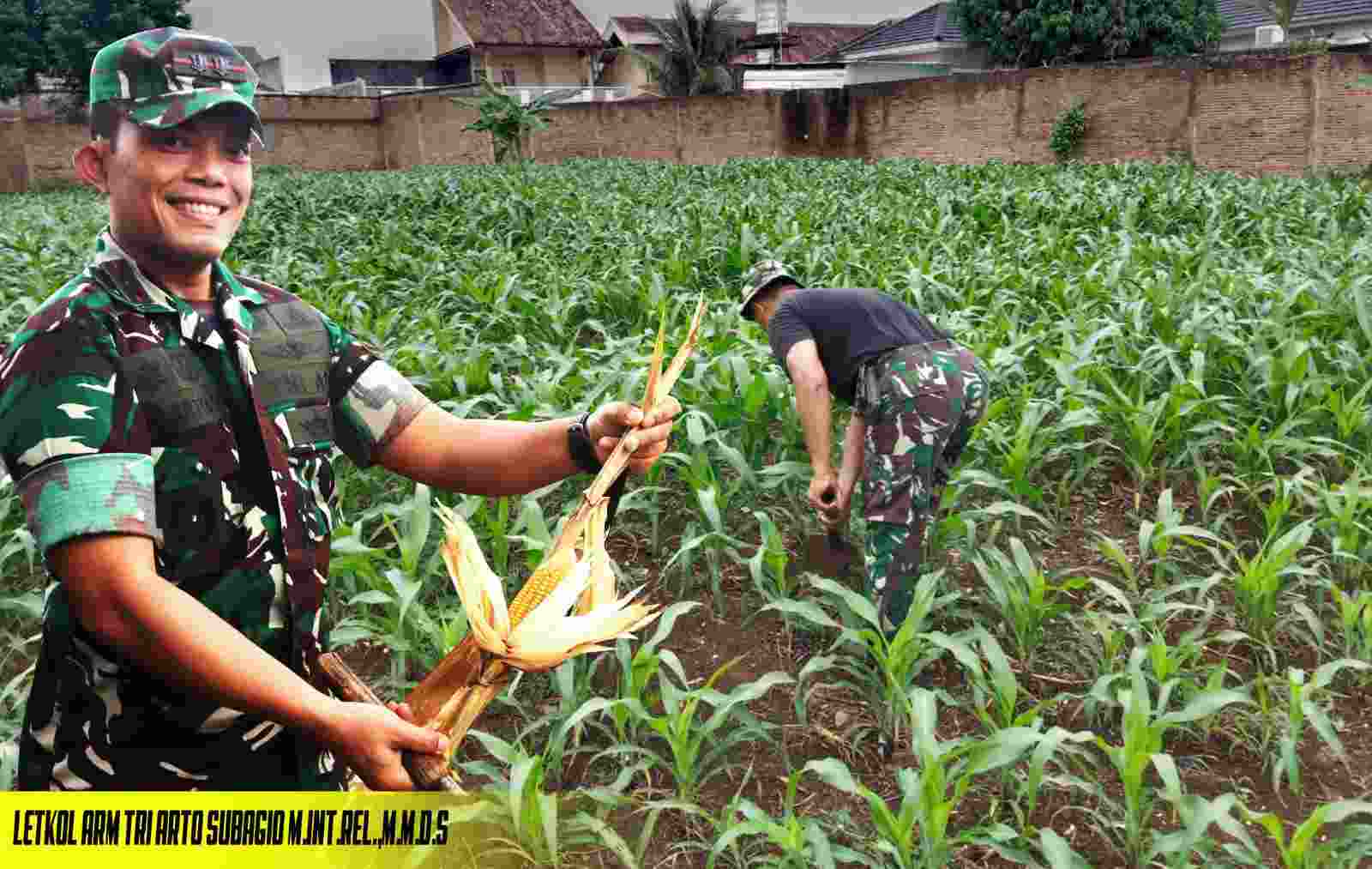 Targetkan Hasil Panen Maksimal, Babinsa Lakukan Perawatan Tanaman Jagung Targetkan Hasil Panen Maksimal, Babinsa Lakukan Perawatan Tanaman Jagung
