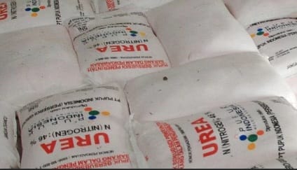 Dugaan Korupsi Pupuk Bersubsidi 2021-2022, Beberapa Distrubutor Dipanggil Kejari Simalungun Dugaan Korupsi Pupuk Bersubsidi 2021-2022, Beberapa Distrubutor Dipanggil Kejari Simalungun