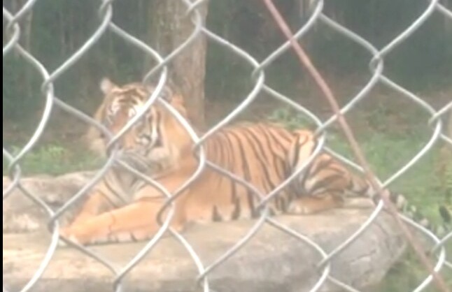 Aktivis Konservasi Lampung Desak Lepaskan BATUA Harimau Sumatera Aktivis Konservasi Lampung Desak Lepaskan BATUA Harimau Sumatera