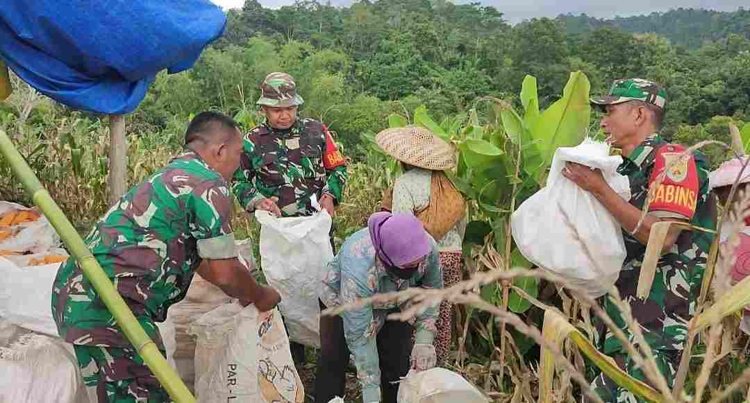 Tindak Lanjuti Perintah Kasad, Lagi-lagi Koramil Jajaran Kodim 0410/KBL Panen Jagung Tindak Lanjuti Perintah Kasad, Lagi-lagi Koramil Jajaran Kodim 0410/KBL Panen Jagung