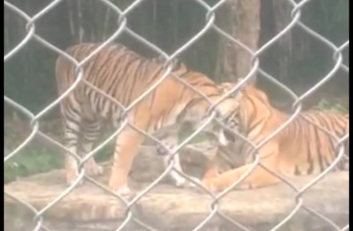 Kini Giliran Mantan Aktivis WALHI Desak Lepaskan Batua Harimau Sumatera Kini Giliran Mantan Aktivis WALHI Desak Lepaskan Batua Harimau Sumatera