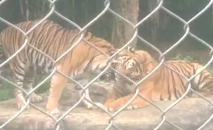 Sudah Adakah Perjanjian Kerjasama Antara TNBBS Dengan LH Terkait Pengembangbiakan Harimau Sumatera Sudah Adakah Perjanjian Kerjasama Antara TNBBS Dengan LH Terkait Pengembangbiakan Harimau Sumatera