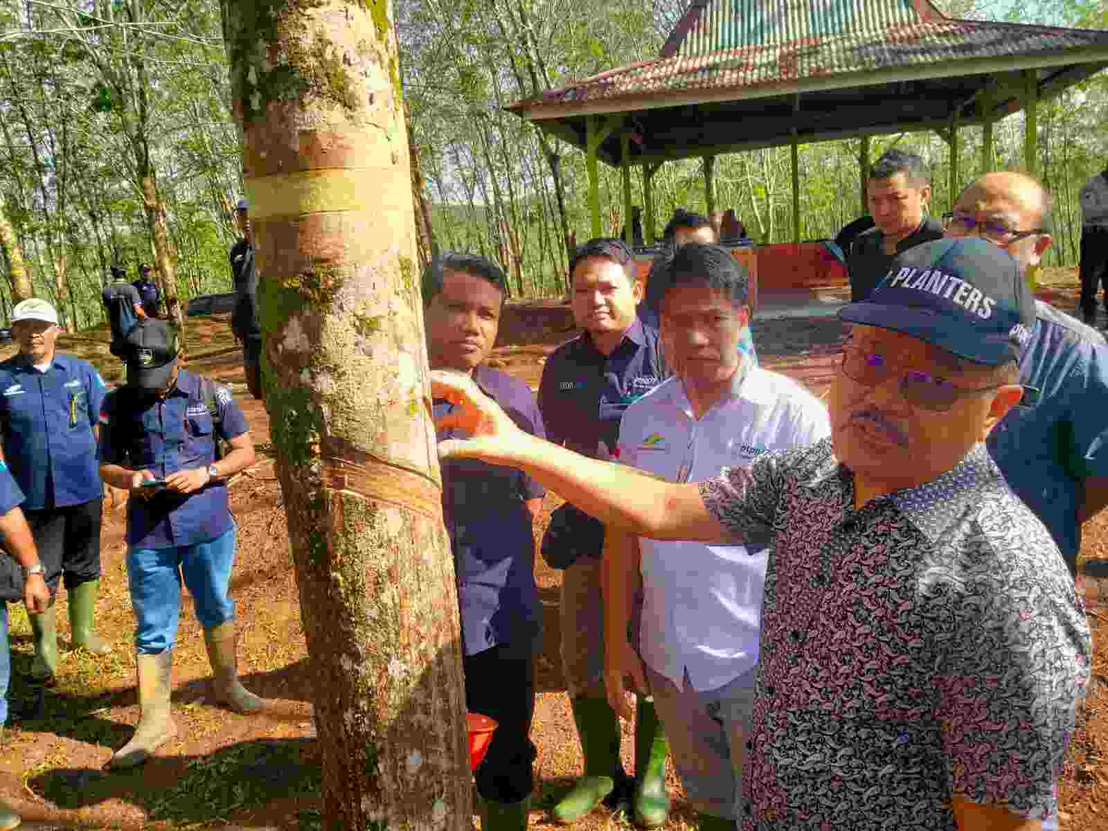 PTPN VII Padang Pelawi Mutakhirkan Teknik Sadap Karet PTPN VII Padang Pelawi Mutakhirkan Teknik Sadap Karet