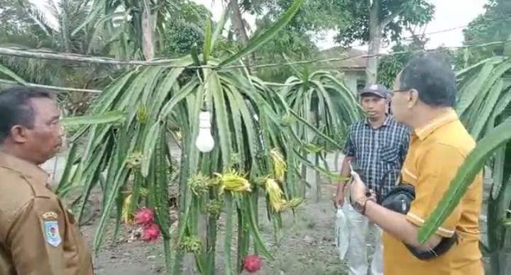 Pemkab Sergai Wajib Dukung Wisata Pondok Naga Organik Desa Sei Sijenggi Lewat Bumdes Pemkab Sergai Wajib Dukung Wisata Pondok Naga Organik Desa Sei Sijenggi Lewat Bumdes
