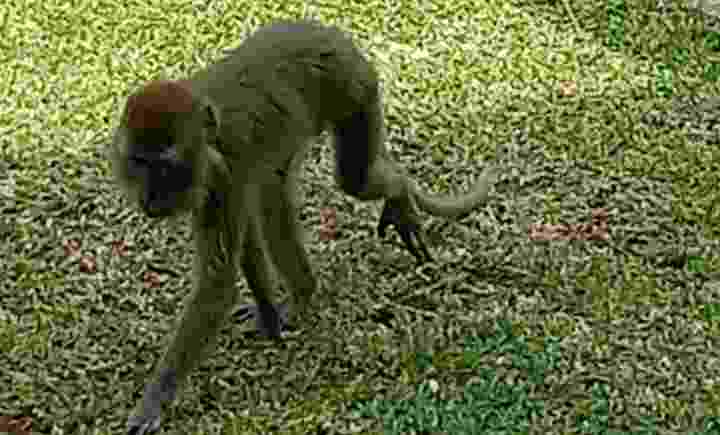 Warga Pahoman Resah, Kera Ekor Panjang Masuki Rumah Warga Pahoman Resah, Kera Ekor Panjang Masuki Rumah