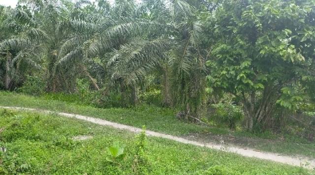 Pemkab Sergai Akan Prioritaskan Penyelesaian Lahan Eks HGU PT. DMK Pemkab Sergai Akan Prioritaskan Penyelesaian Lahan Eks HGU PT. DMK