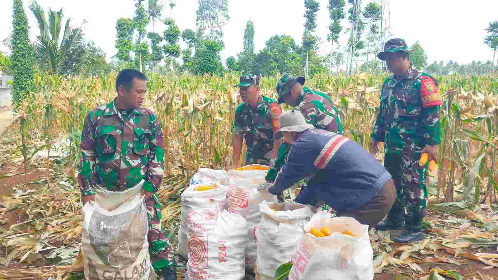 Dukung Ketahanan Pangan, Koramil Kedaton Panen Jagung Hasil Pemanfaatan Lahan Tidur Dukung Ketahanan Pangan, Koramil Kedaton Panen Jagung Hasil Pemanfaatan Lahan Tidur