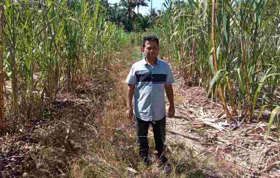 Sukses Petani Tebu, Modal Tanam Satu Kali Menikmati Hasil Turun Temurun Sukses Petani Tebu, Modal Tanam Satu Kali Menikmati Hasil Turun Temurun