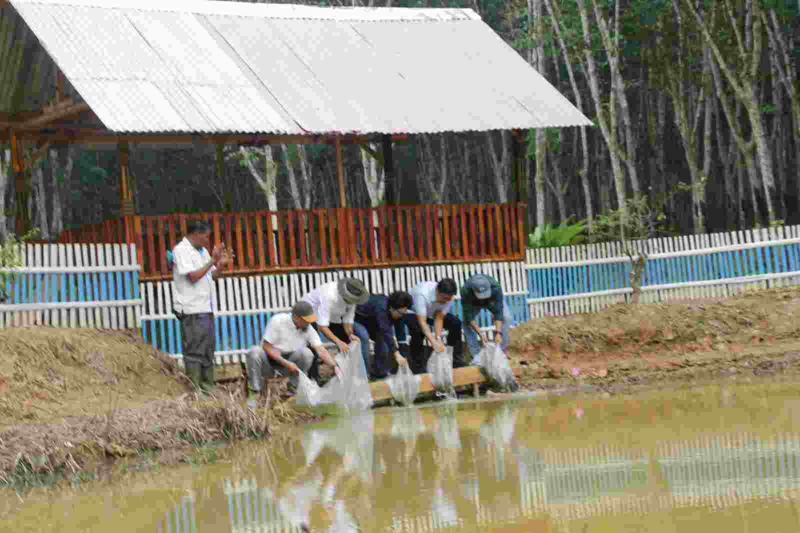 Antisipasi Kemarau dan Karhutla, PTPN VII Musi Landas Tambah Embung Antisipasi Kemarau dan Karhutla, PTPN VII Musi Landas Tambah Embung