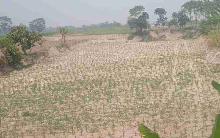 Warga Sekitar Sungai Ular Manfaatkan Areal Bekas Galian Untuk Bercocok Tanam Palawija Warga Sekitar Sungai Ular Manfaatkan Areal Bekas Galian Untuk Bercocok Tanam Palawija
