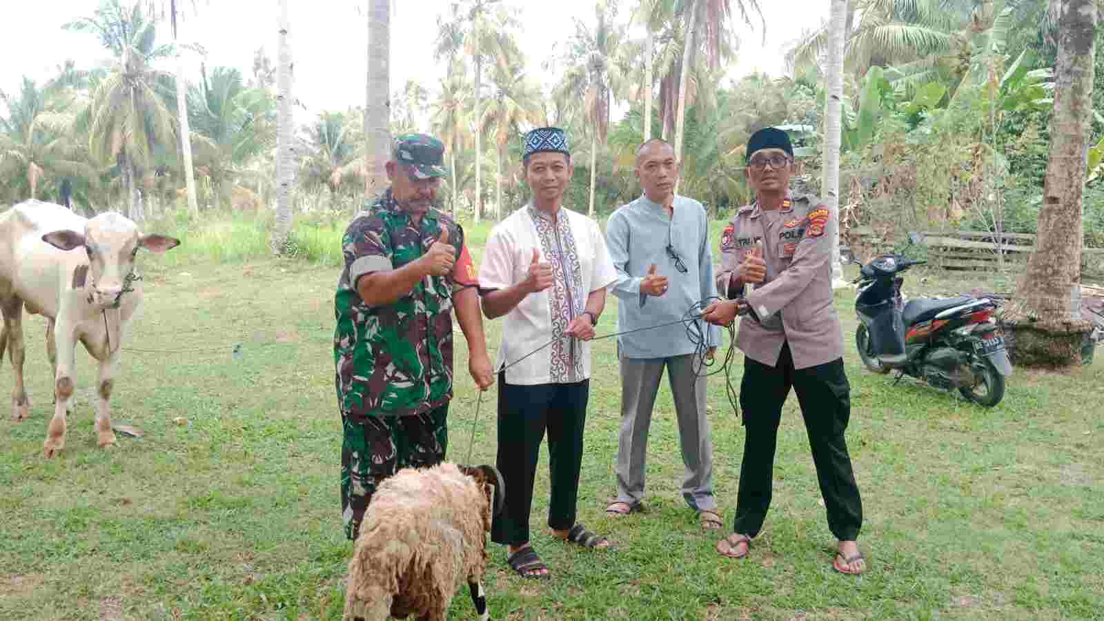 Pupuk Sinergitas, Polres Pesisir Barat Bagikan Hewan Kurban Kepada Koramil 422-03 Pupuk Sinergitas, Polres Pesisir Barat Bagikan Hewan Kurban Kepada Koramil 422-03