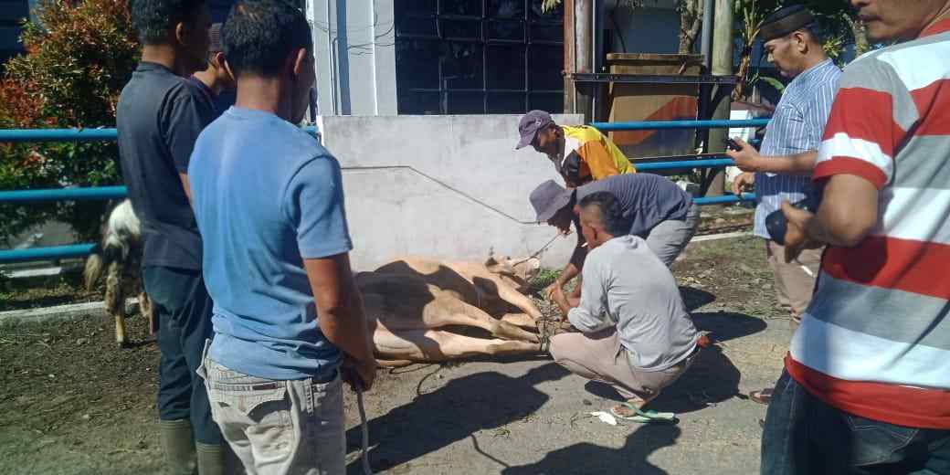 Pasca Idul Adha, Polres Pasaman Ikut Qurban 4 Ekor Sapi dan 2 Ekor Kambing Pasca Idul Adha, Polres Pasaman Ikut Qurban 4 Ekor Sapi dan 2 Ekor Kambing
