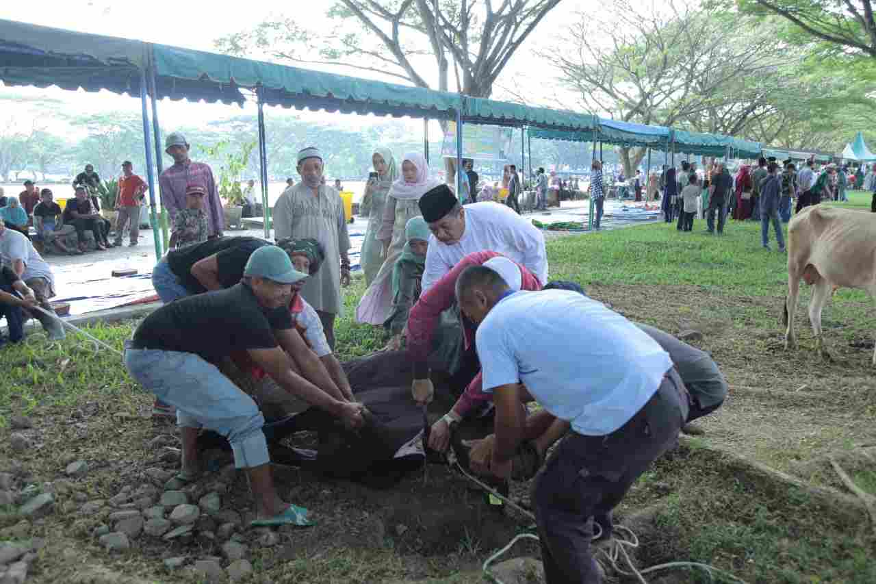 Pemkab Asahan Sembelih 125 Hewan Qurban Pemkab Asahan Sembelih 125 Hewan Qurban