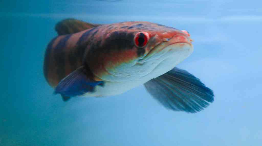 Bisnis Menguntungkan dari Predator Air Tawar Bisnis Menguntungkan dari Predator Air Tawar