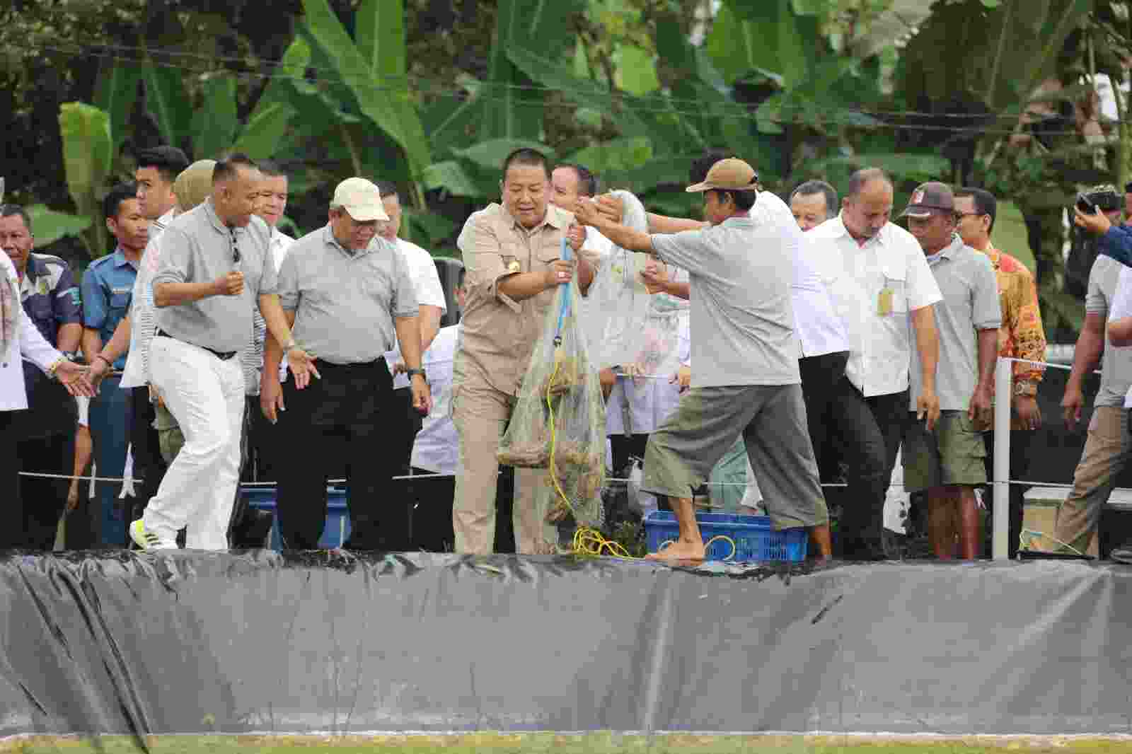 Gubernur Arinal Panen Perdana Udang Vaname Air Tawar, di PKK Agropark Lampung Gubernur Arinal Panen Perdana Udang Vaname Air Tawar, di PKK Agropark Lampung