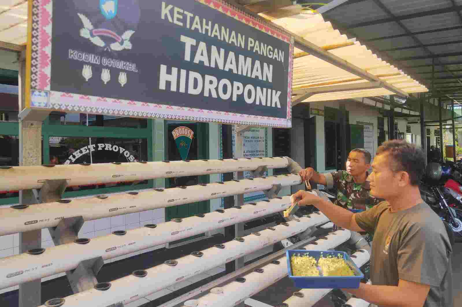 Dukung Ketahanan Pangan, Kodim 0410/KBL Kembangkan Tanaman Hidroponik Dukung Ketahanan Pangan, Kodim 0410/KBL Kembangkan Tanaman Hidroponik