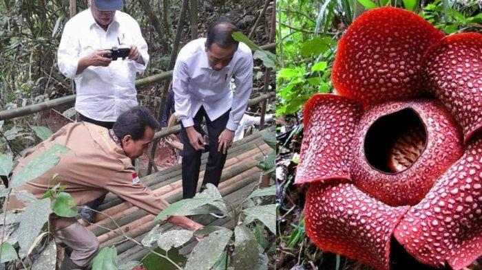 Presiden RI Jokowi Kunjungi Bunga Rafflesia Arnoldi di Kepahiang Presiden RI Jokowi Kunjungi Bunga Rafflesia Arnoldi di Kepahiang