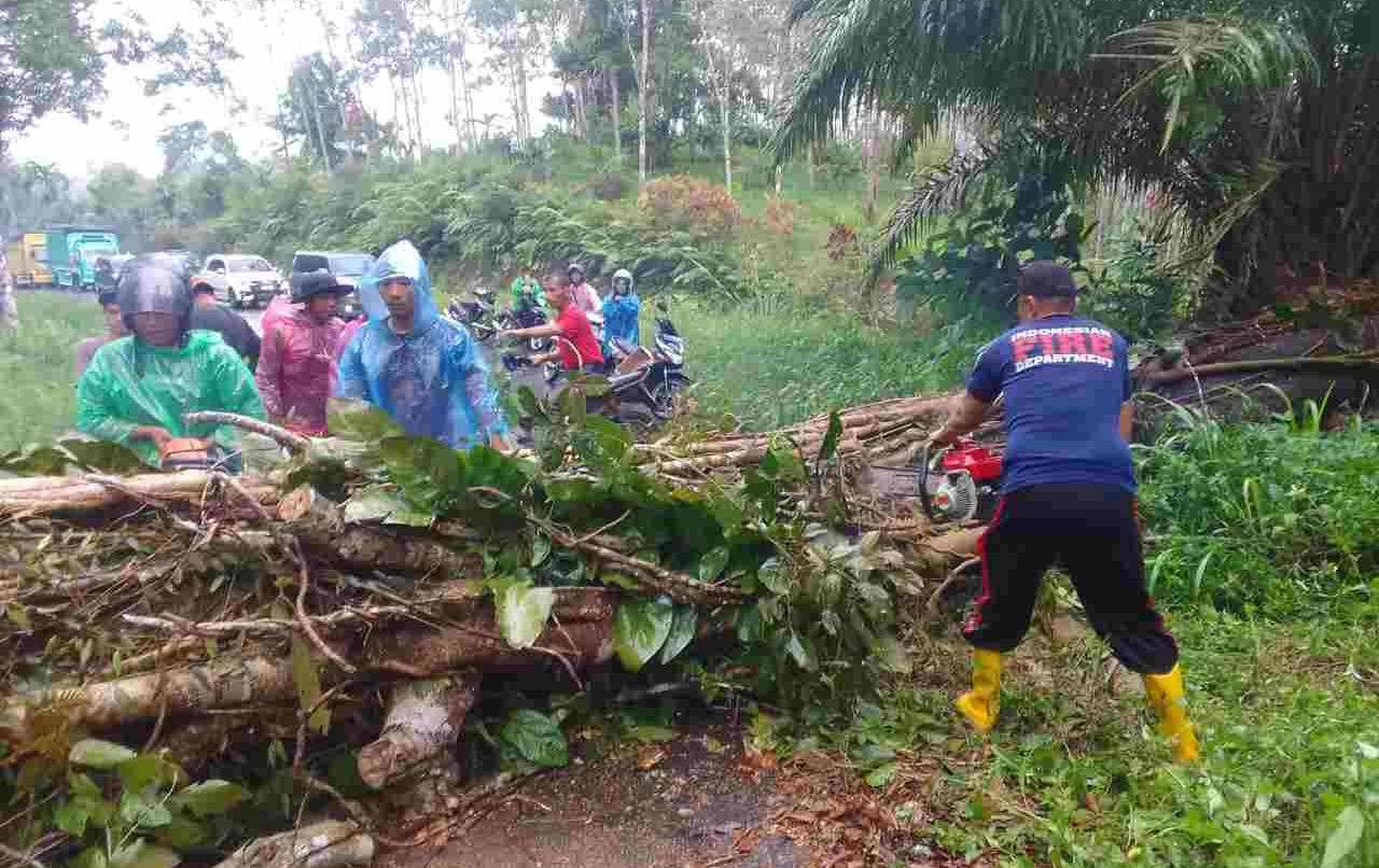 BPBD Pasaman Hadir Bersama Masyarakat Benahi Pohon Besar Tumbang BPBD Pasaman Hadir Bersama Masyarakat Benahi Pohon Besar Tumbang