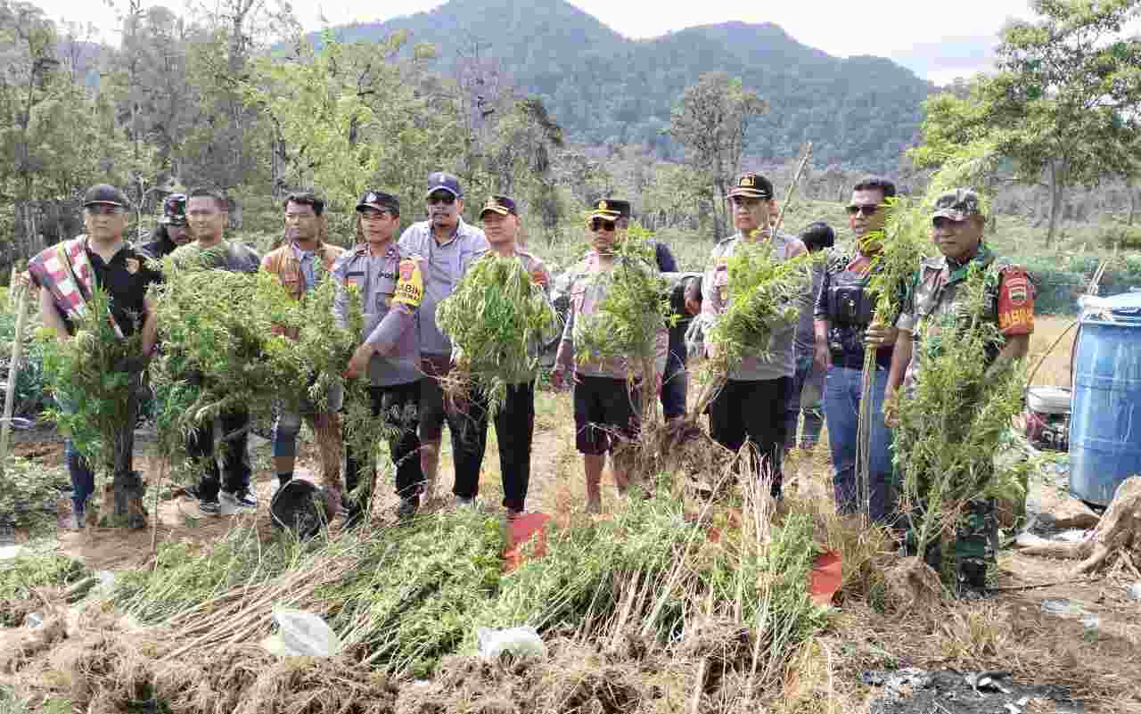 Ganja Milik Warga Kuta Rakyat Gagal Panen, Didahului Polres Tanah Karo Ganja Milik Warga Kuta Rakyat Gagal Panen, Didahului Polres Tanah Karo