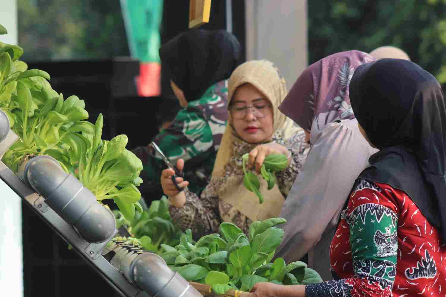 Persit KCK Cabang XXX Dim 0410/KBL Panen Sayur Pakcoy Persit KCK Cabang XXX Dim 0410/KBL Panen Sayur Pakcoy