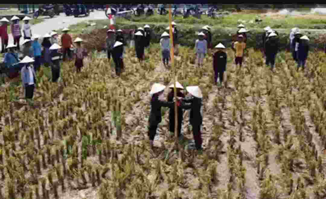 Peringati HUT Kemerdekaan RI, Gempita Sumbar Gelar Upacara Dilahan Pertanian Peringati HUT Kemerdekaan RI, Gempita Sumbar Gelar Upacara Dilahan Pertanian