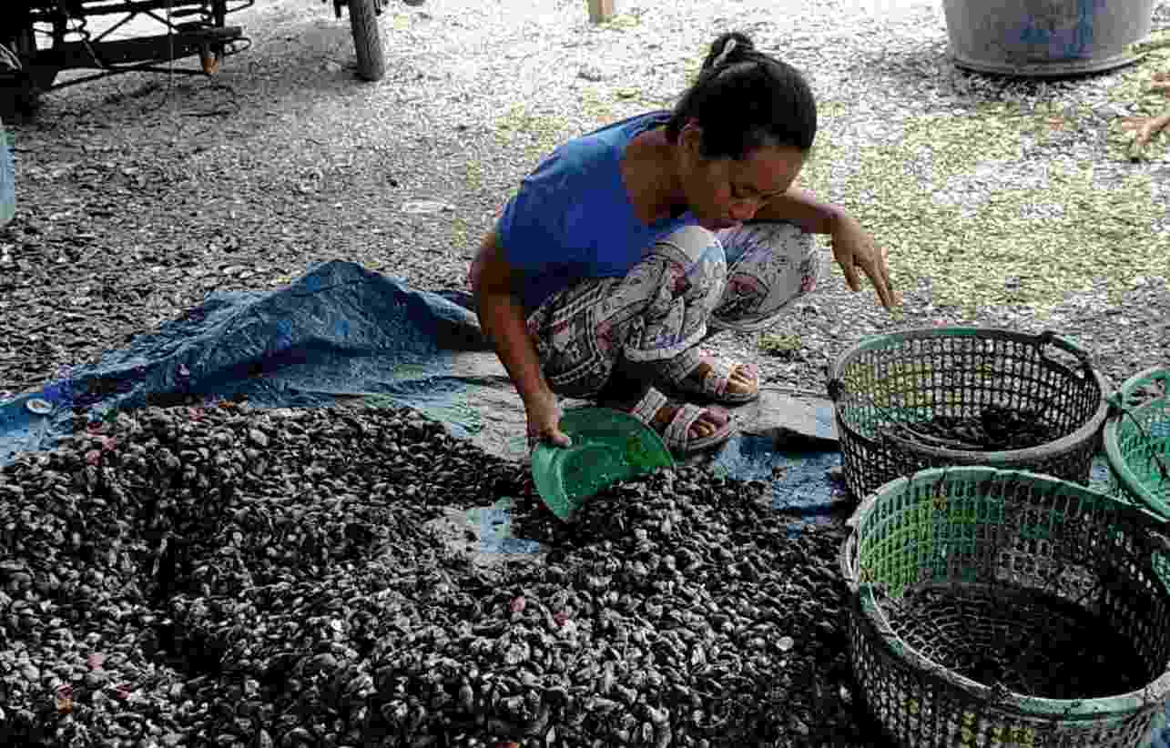 Kaum Ibu Desa Sialang Buah Mencari Penghasilan Melalui Pekerjaan Kupas Kerang Kaum Ibu Desa Sialang Buah Mencari Penghasilan Melalui Pekerjaan Kupas Kerang