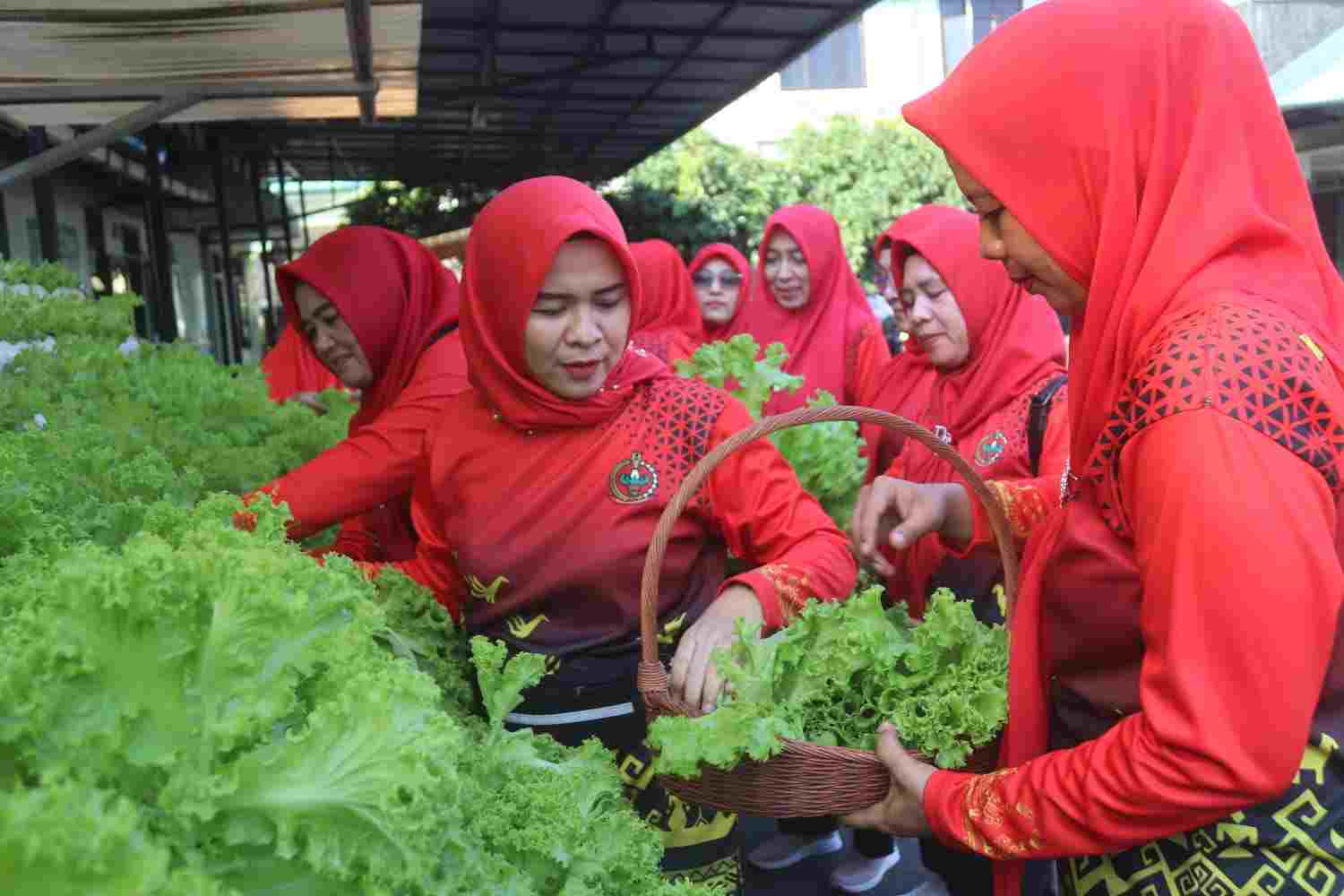 Manfaatkan Lahan Sempit, Persit Kodim 0410/KBL Panen Sayur Hidroponik Manfaatkan Lahan Sempit, Persit Kodim 0410/KBL Panen Sayur Hidroponik