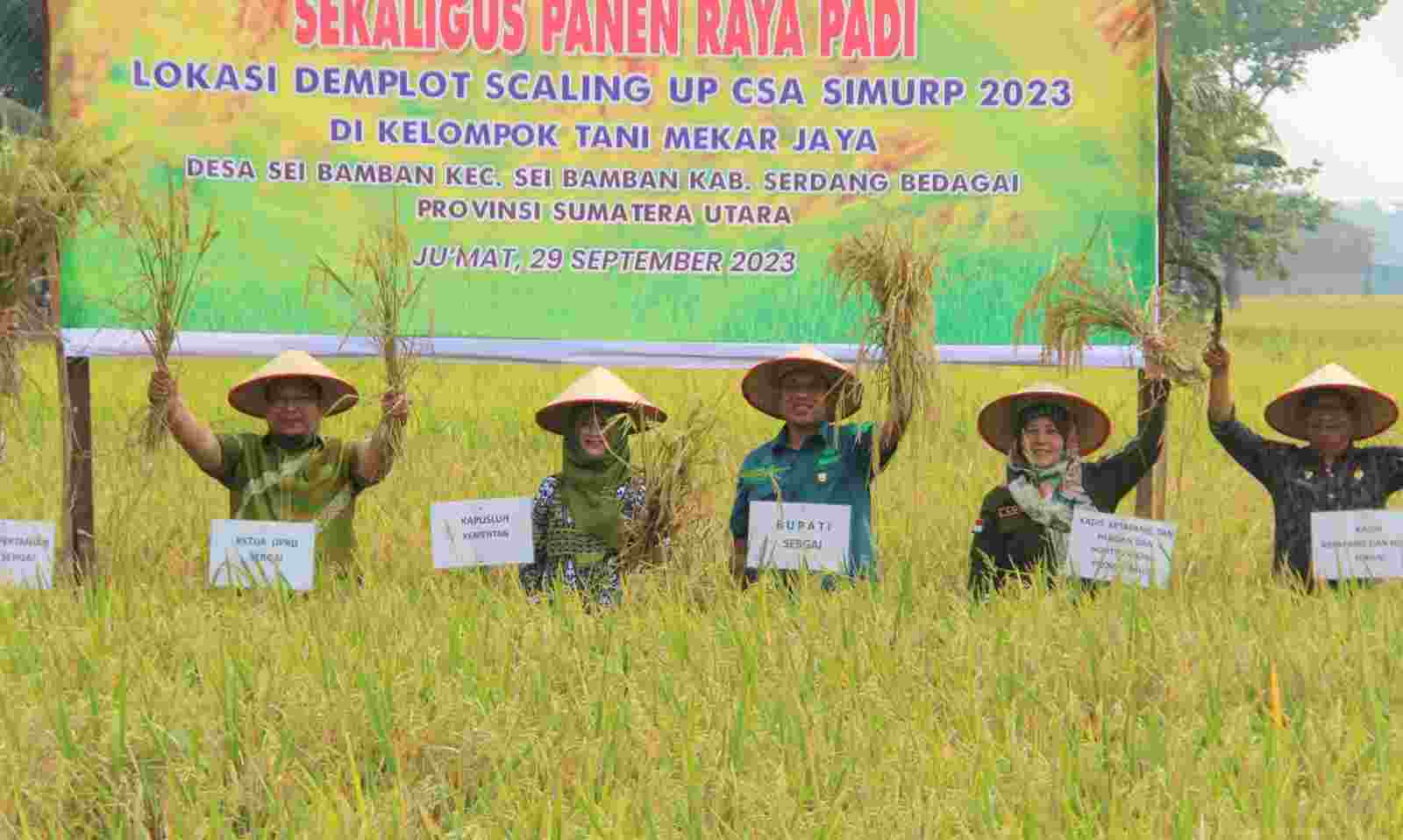 0SIMURP Sergai Tingkatkan Hasil Panen Padi Sawah hingga 9,3 Ton Per Hektare 0SIMURP Sergai Tingkatkan Hasil Panen Padi Sawah hingga 9,3 Ton Per Hektare