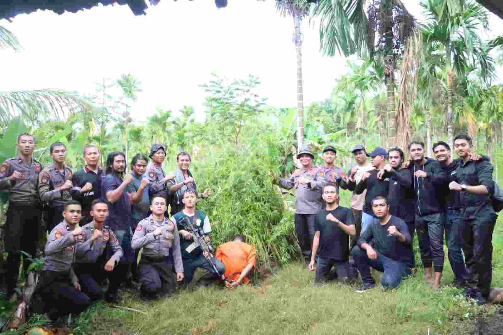 Polres Aceh Utara Musnahkan 5 Hektar Ladang Ganja Polres Aceh Utara Musnahkan 5 Hektar Ladang Ganja