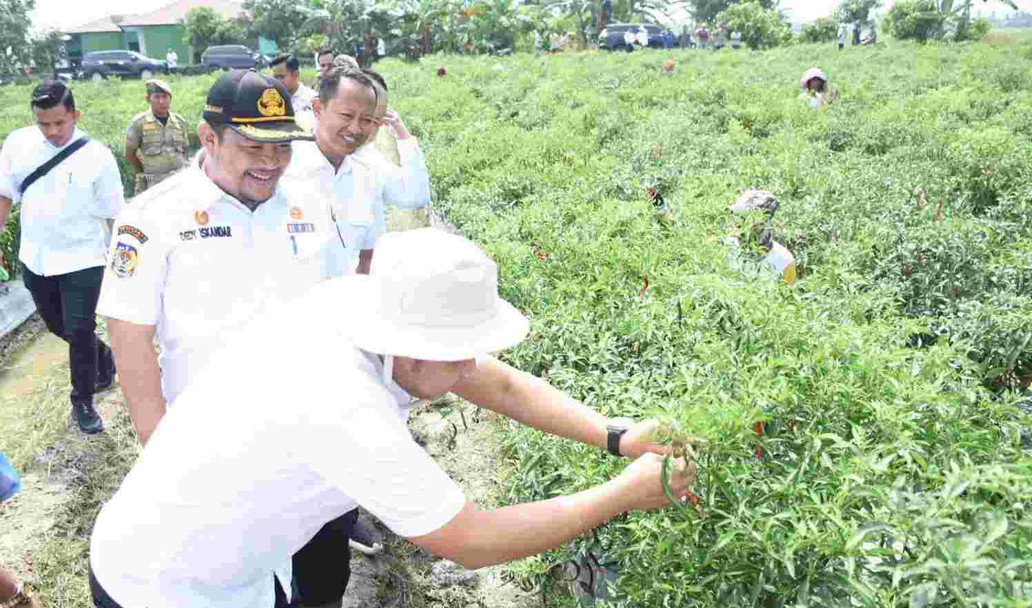 Komitmen pada Hortikultura, Sergai Berpotensi Penyuplai Utama Cabai di Indonesia Komitmen pada Hortikultura, Sergai Berpotensi Penyuplai Utama Cabai di Indonesia
