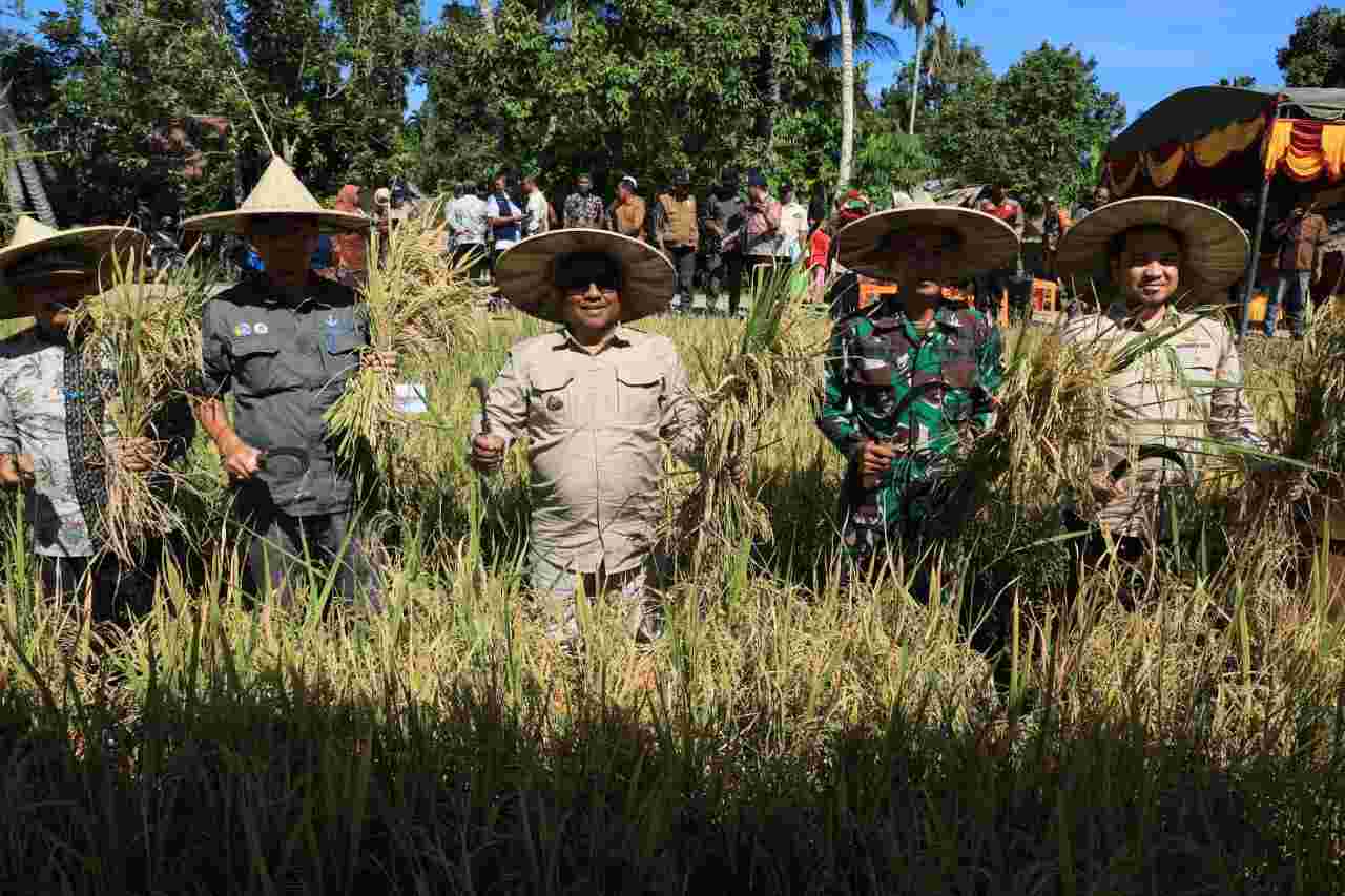 Pj Bupati Aceh Utara Panen Padi Untuk Pengendalian Inflasi Pj Bupati Aceh Utara Panen Padi Untuk Pengendalian Inflasi