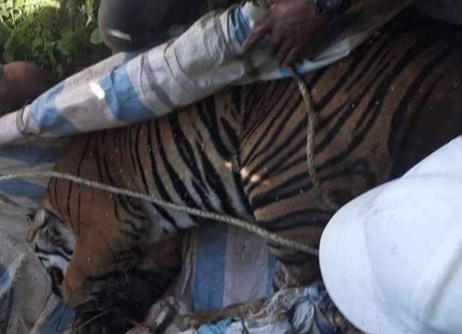 Polsek Dolok Panribuan & BKSDA Evakuasi Harimau Sumatera yang Terjerat Jebakan Babi Hutan Polsek Dolok Panribuan & BKSDA Evakuasi Harimau Sumatera yang Terjerat Jebakan Babi Hutan