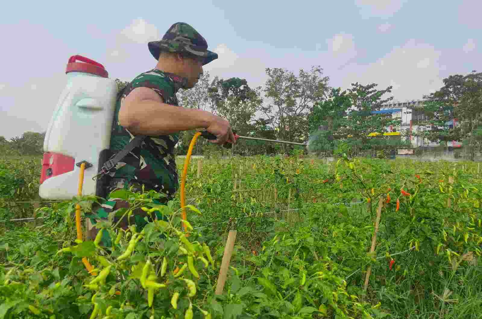 Harga Cabai Rawit Melambung, Babinsa Koramil Panjang Turun Tangan Jaga Kualitas Panen Harga Cabai Rawit Melambung, Babinsa Koramil Panjang Turun Tangan Jaga Kualitas Panen