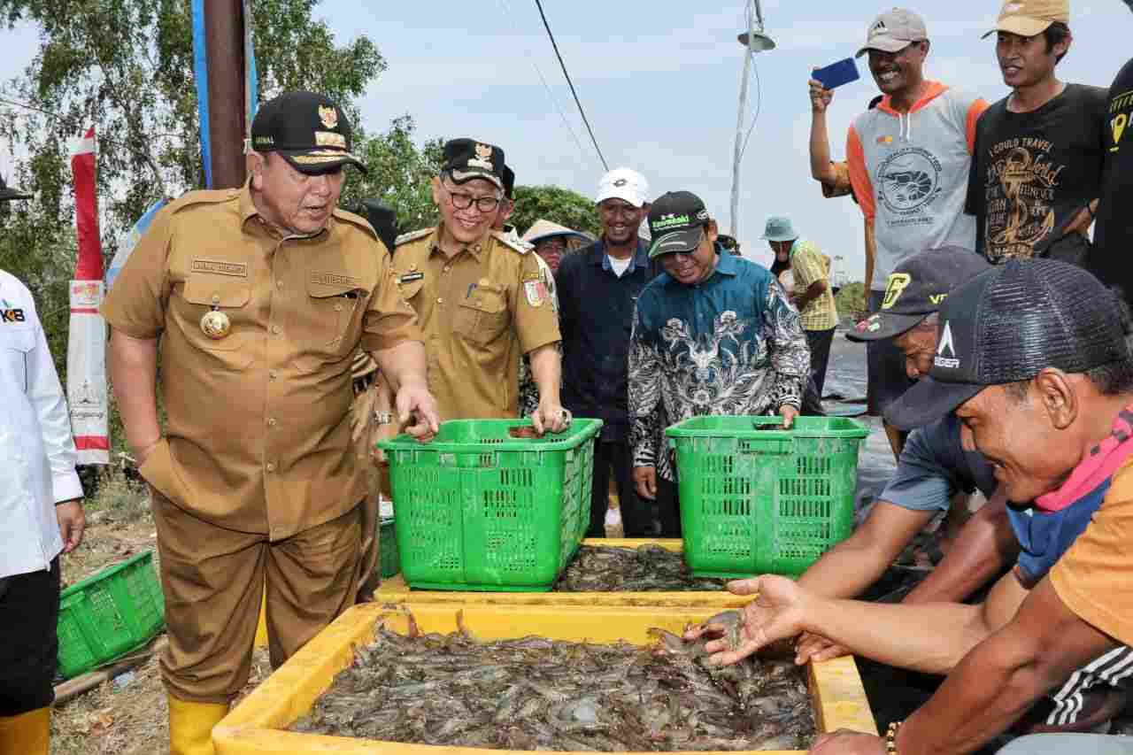 Gubernur Arinal Dorong Pertambakan Udang di Lampung Bangkit dan Berjaya Kembali Gubernur Arinal Dorong Pertambakan Udang di Lampung Bangkit dan Berjaya Kembali