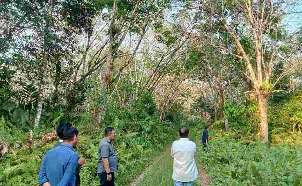 PTPN XIV Gencar Optimalkan Aset Lahan Menjadi Produktif PTPN XIV Gencar Optimalkan Aset Lahan Menjadi Produktif