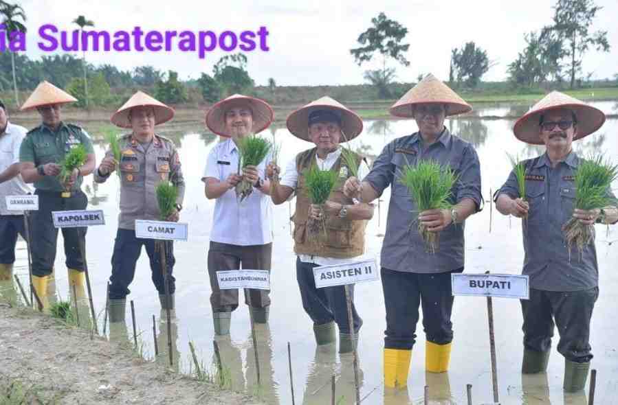 Pj Bupati Aceh Tamiang Bersama Muspika Panen Padi, Cabe dan Jangung Upaya Ketahanan Pangan Pj Bupati Aceh Tamiang Bersama Muspika Panen Padi, Cabe dan Jangung Upaya Ketahanan Pangan