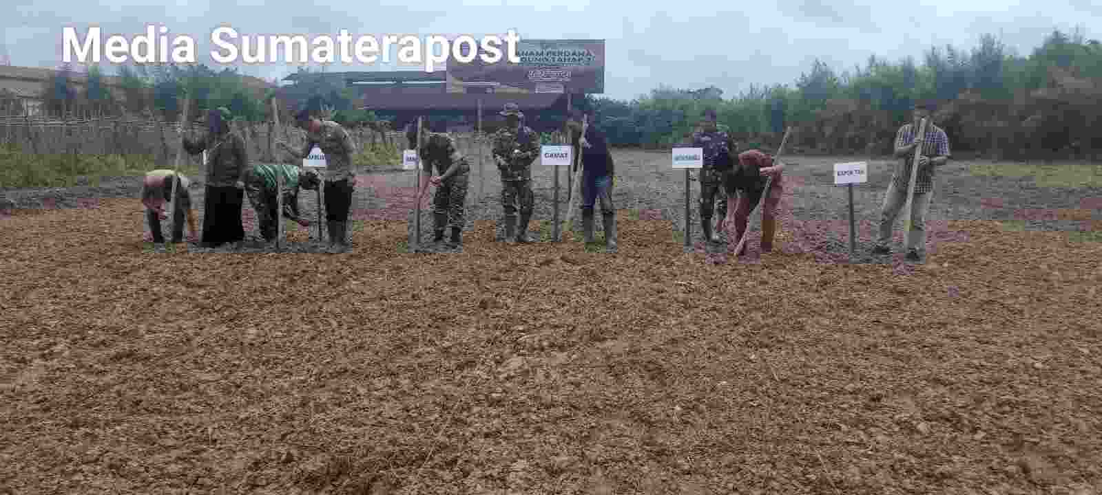 Tanam Perdana Jagung Tahap 2 Program Kodam IM/Koramil 02 Karang Baru Tanam Perdana Jagung Tahap 2 Program Kodam IM/Koramil 02 Karang Baru