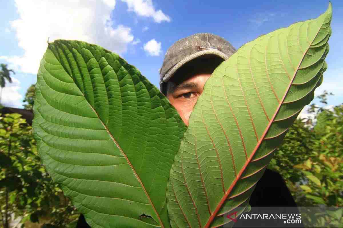 Pemerintah Tata Perdagangan Tanaman Kratom Khas Kalimantan Pemerintah Tata Perdagangan Tanaman Kratom Khas Kalimantan