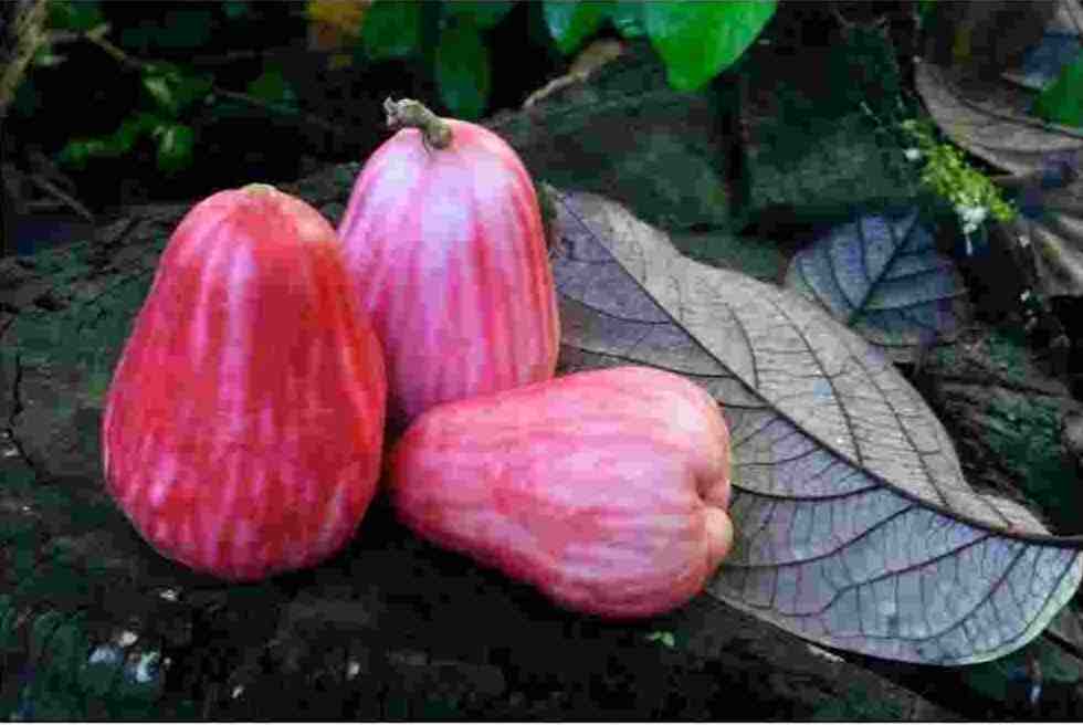 Cara Mudah dan Aman Membasmi Lalat Buah di Rumah, Dijamin Ampuh! Cara Mudah dan Aman Membasmi Lalat Buah di Rumah, Dijamin Ampuh!