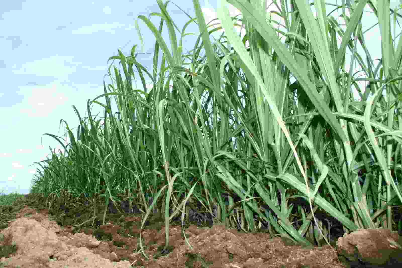 PTPN VII Tolak Eksekusi Lahan oleh PN Blambangan Umpu PTPN VII Tolak Eksekusi Lahan oleh PN Blambangan Umpu