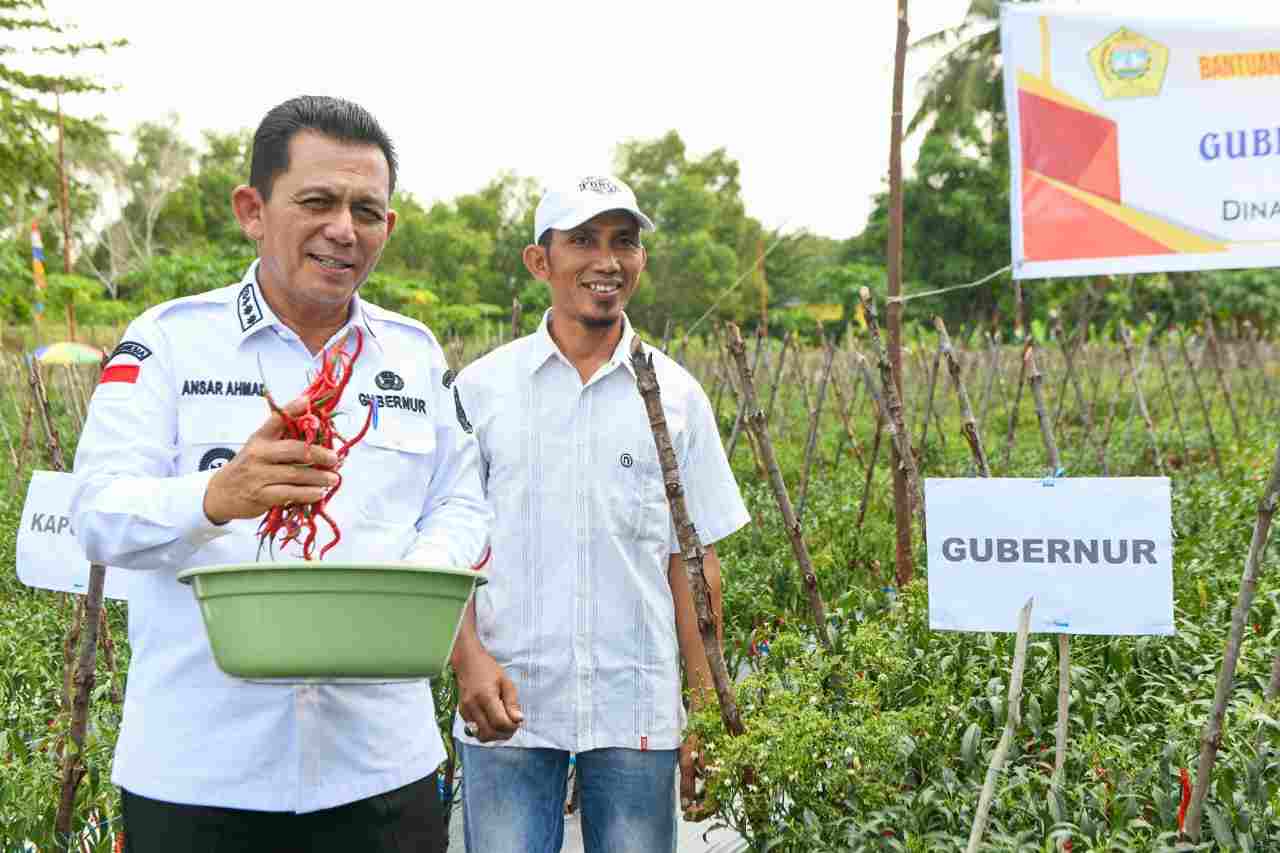 Gubernur Ansar Serahkan Bantuan Untuk Petani Cabai di Moro Gubernur Ansar Serahkan Bantuan Untuk Petani Cabai di Moro