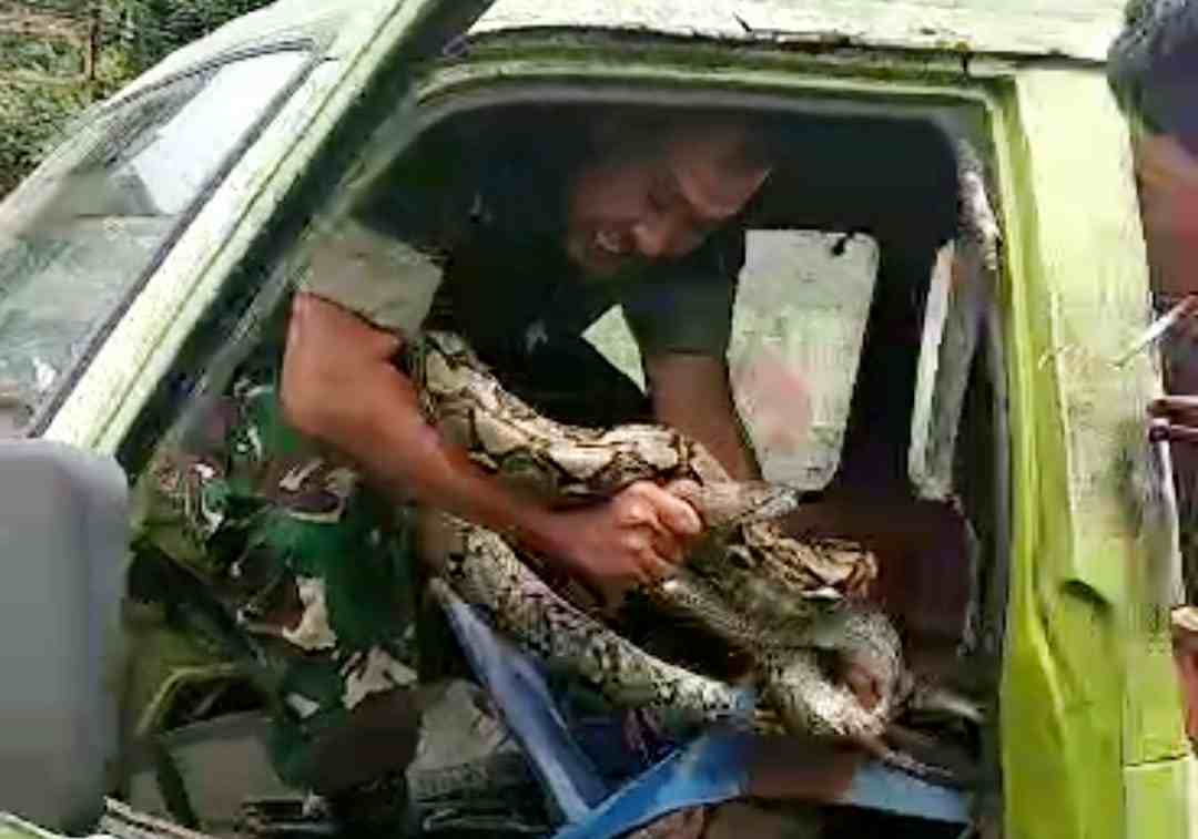 Aksi Heroik Babinsa Koramil Panjang, Amankan Ular Sanca Didalam Mobil Angkot Aksi Heroik Babinsa Koramil Panjang, Amankan Ular Sanca Didalam Mobil Angkot