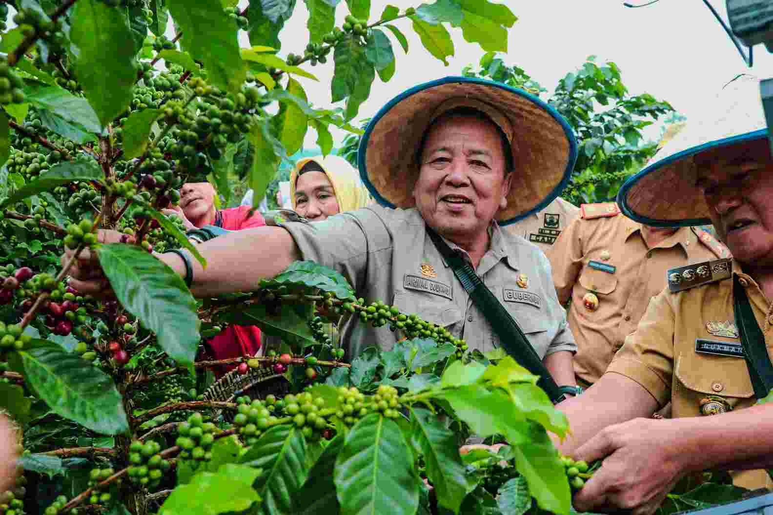 Gubernur Arinal Panen Kopi Arabika Sistem Pagar dan Temu Lapang bersama Petani Gubernur Arinal Panen Kopi Arabika Sistem Pagar dan Temu Lapang bersama Petani