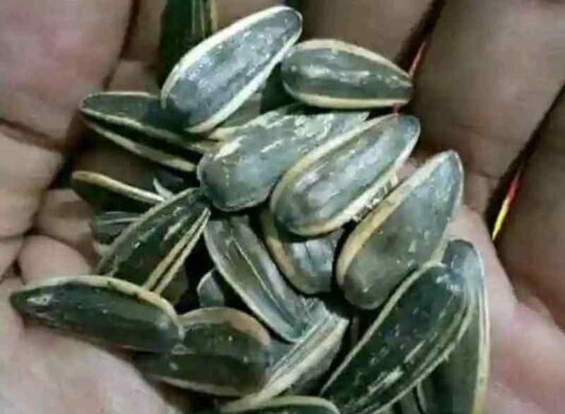 Kuaci dan Mutasi Kuaci dan Mutasi