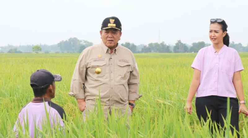 Gubernur Arinal Tinjau Lahan Pertanian di Kabupaten Lampung Tengah Gubernur Arinal Tinjau Lahan Pertanian di Kabupaten Lampung Tengah