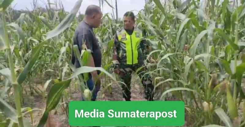 Babinsa Serda Zeki Nopiansyah Dampingi Petani Merawat Tanaman Jagung Babinsa Serda Zeki Nopiansyah Dampingi Petani Merawat Tanaman Jagung