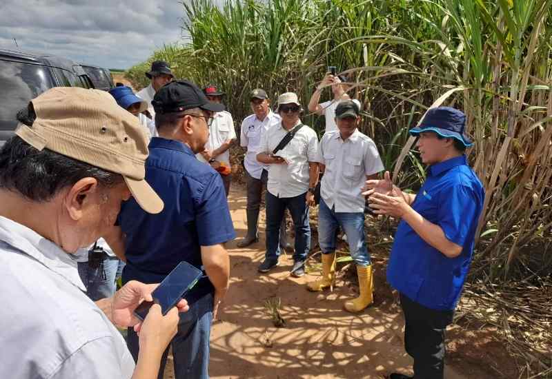Kebun Cinta Manis Siap Pasok Tebu Berkualitas Kebun Cinta Manis Siap Pasok Tebu Berkualitas