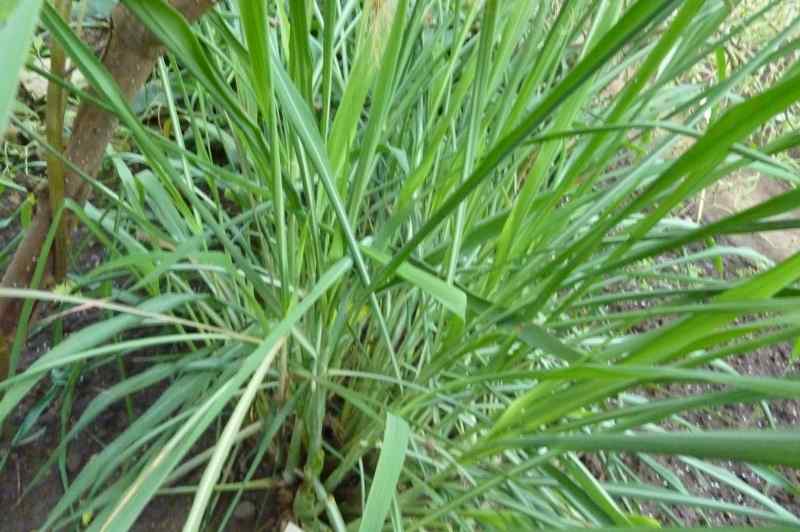 Pengaplikasian Nano Teknologi pada Minyak Serai Wangi sebagai Nanopestisida Pengaplikasian Nano Teknologi pada Minyak Serai Wangi sebagai Nanopestisida