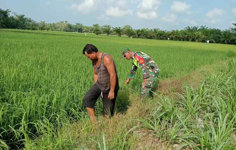 Babinsa Serda Ridwan Terjun Langsung Dampingi Petani Meninjau Pertumbuhan Padi Babinsa Serda Ridwan Terjun Langsung Dampingi Petani Meninjau Pertumbuhan Padi